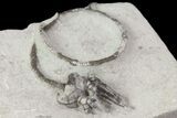 Cyathocrinites Crinoid With Spiral Stem - Crawfordsville, Indiana #68472-2